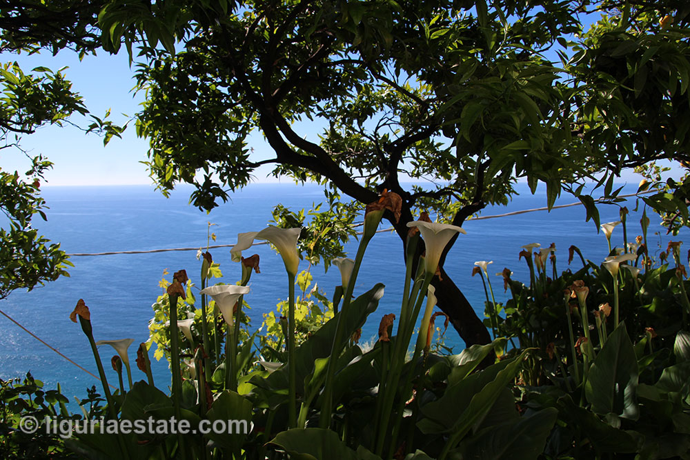 Overig - Bordighera -  