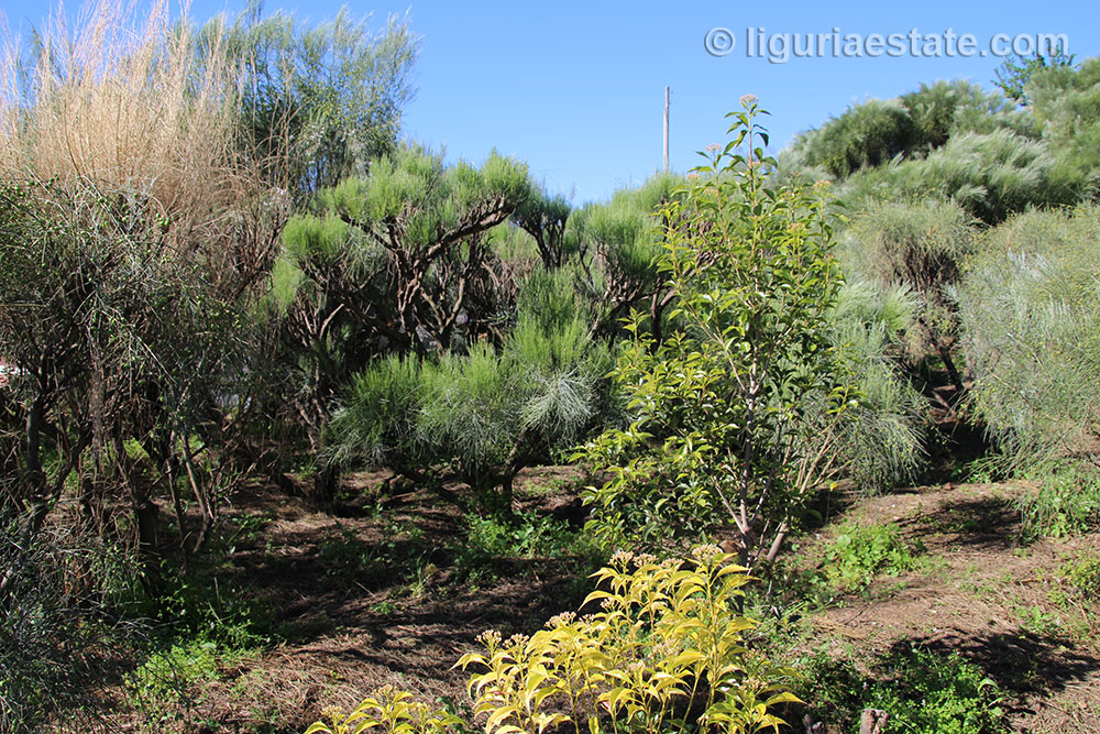 Overig - Bordighera -  