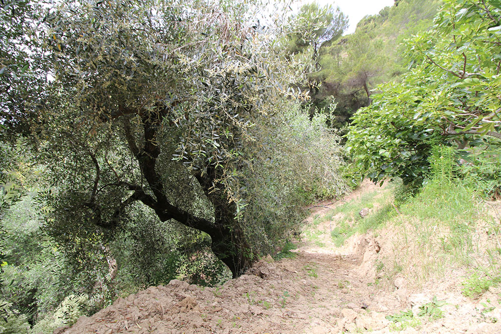 Overig - Camporosso -  