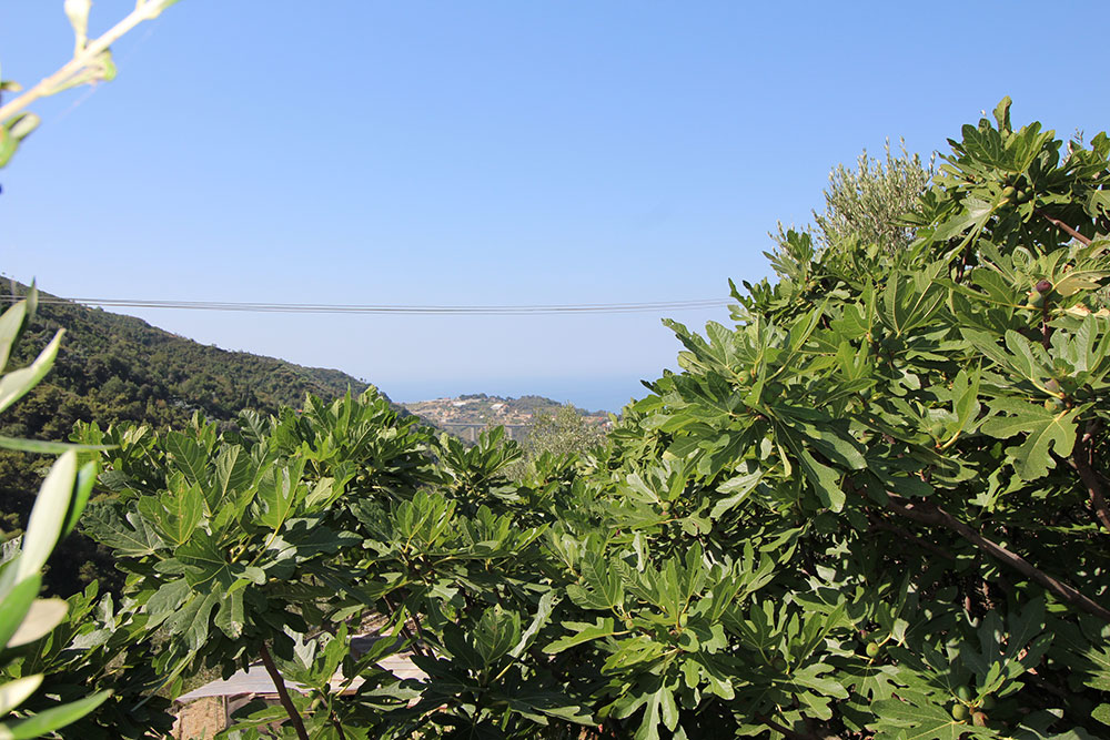 Overig - Vallebona -  