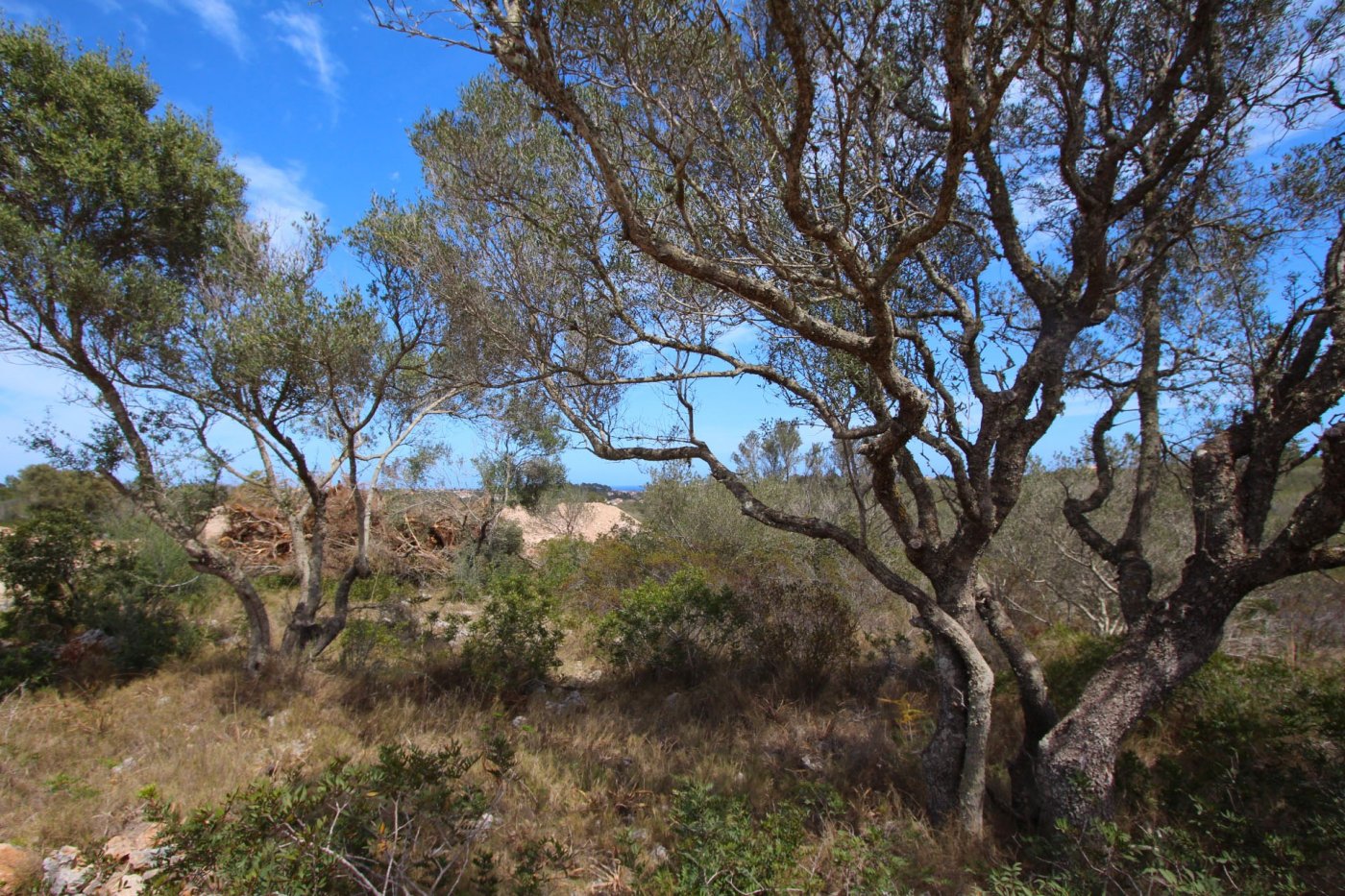 Overig - Manacor -  