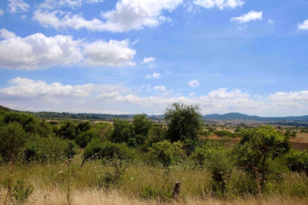 Image of Country Land in Montuïri