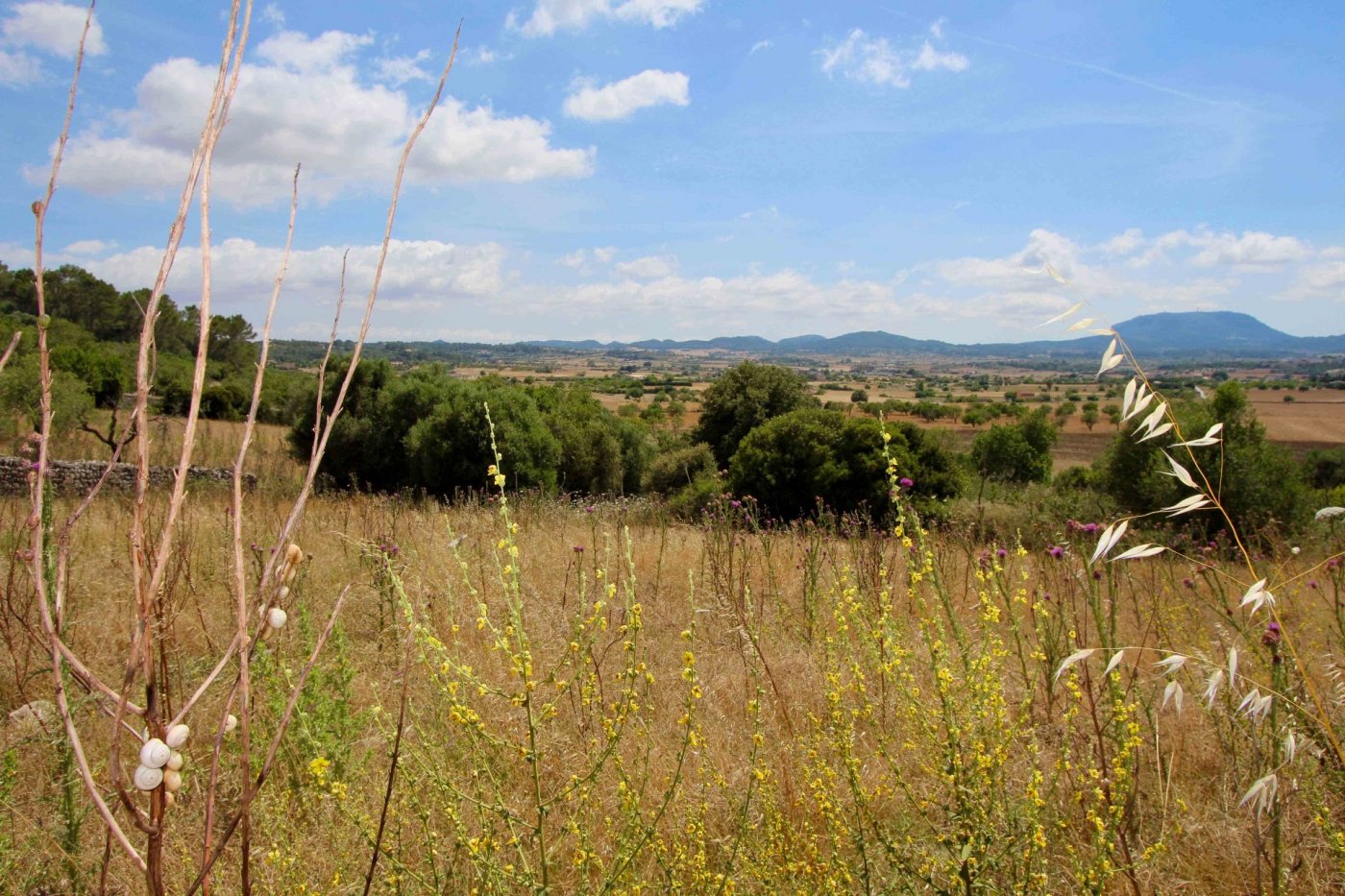 Overig - Montuïri -  