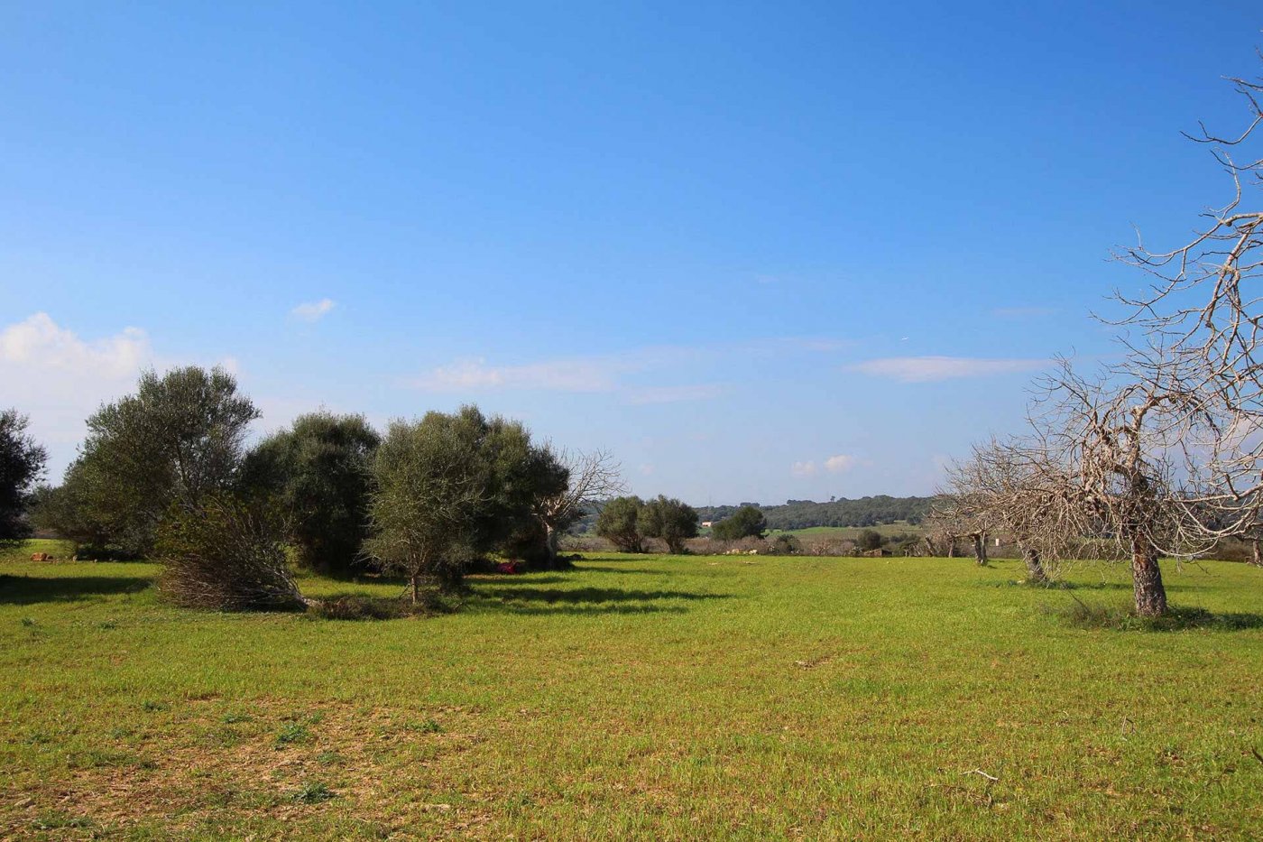 Overig - Sineu -  