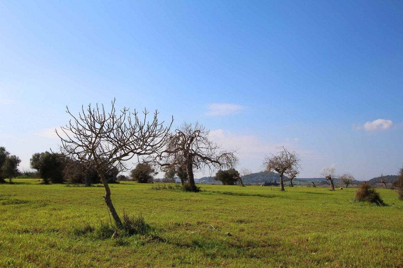 Overig - Sineu -  