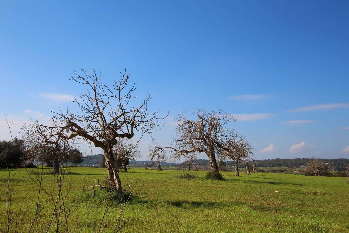 Overig - Sineu -  