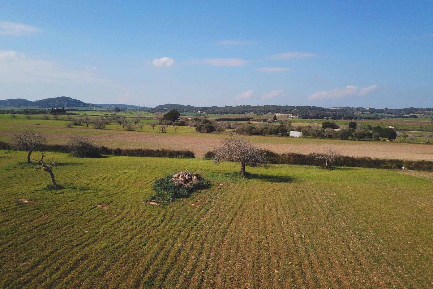 Overig - Sineu -  