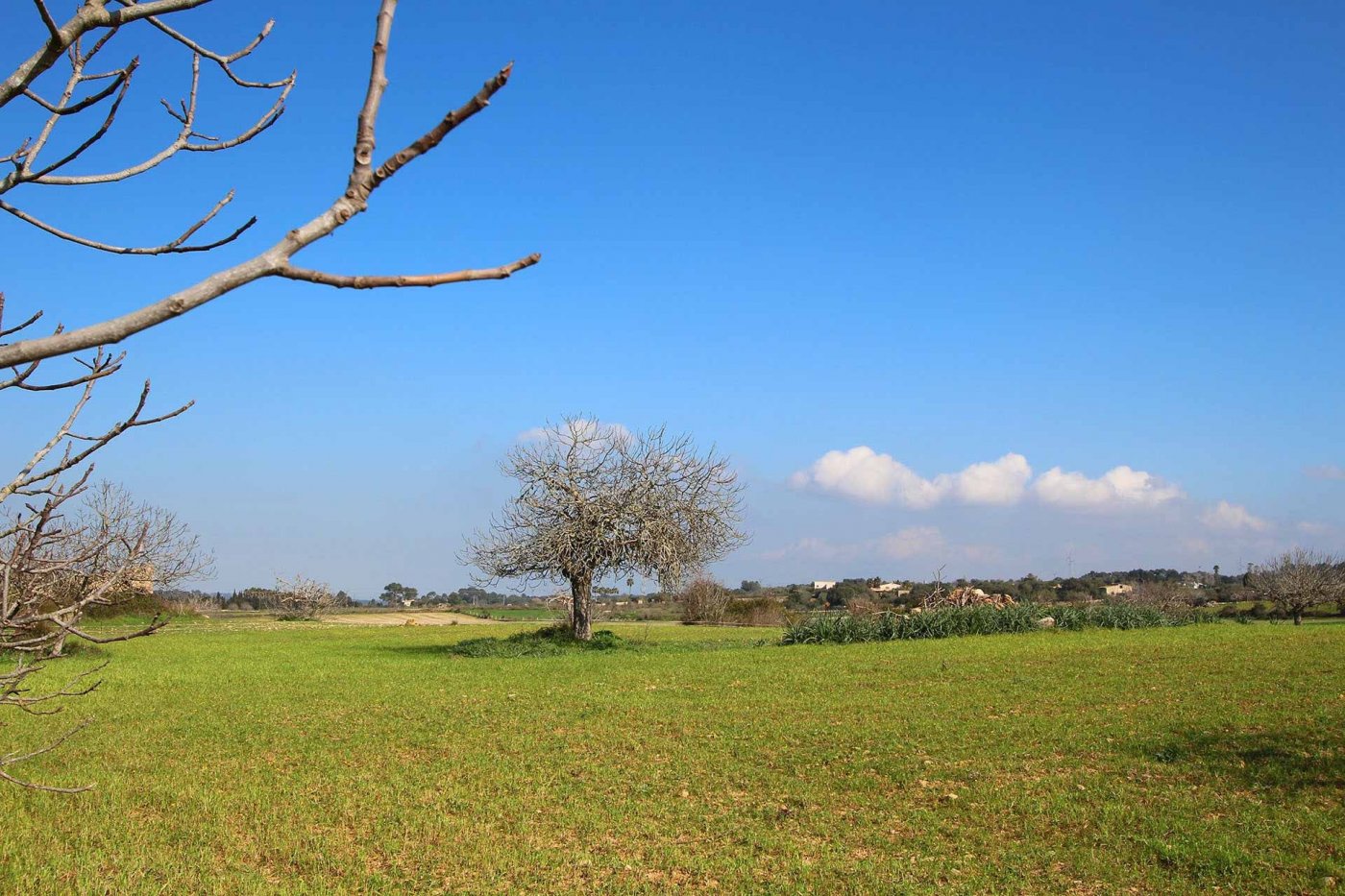 Overig - Sineu -  