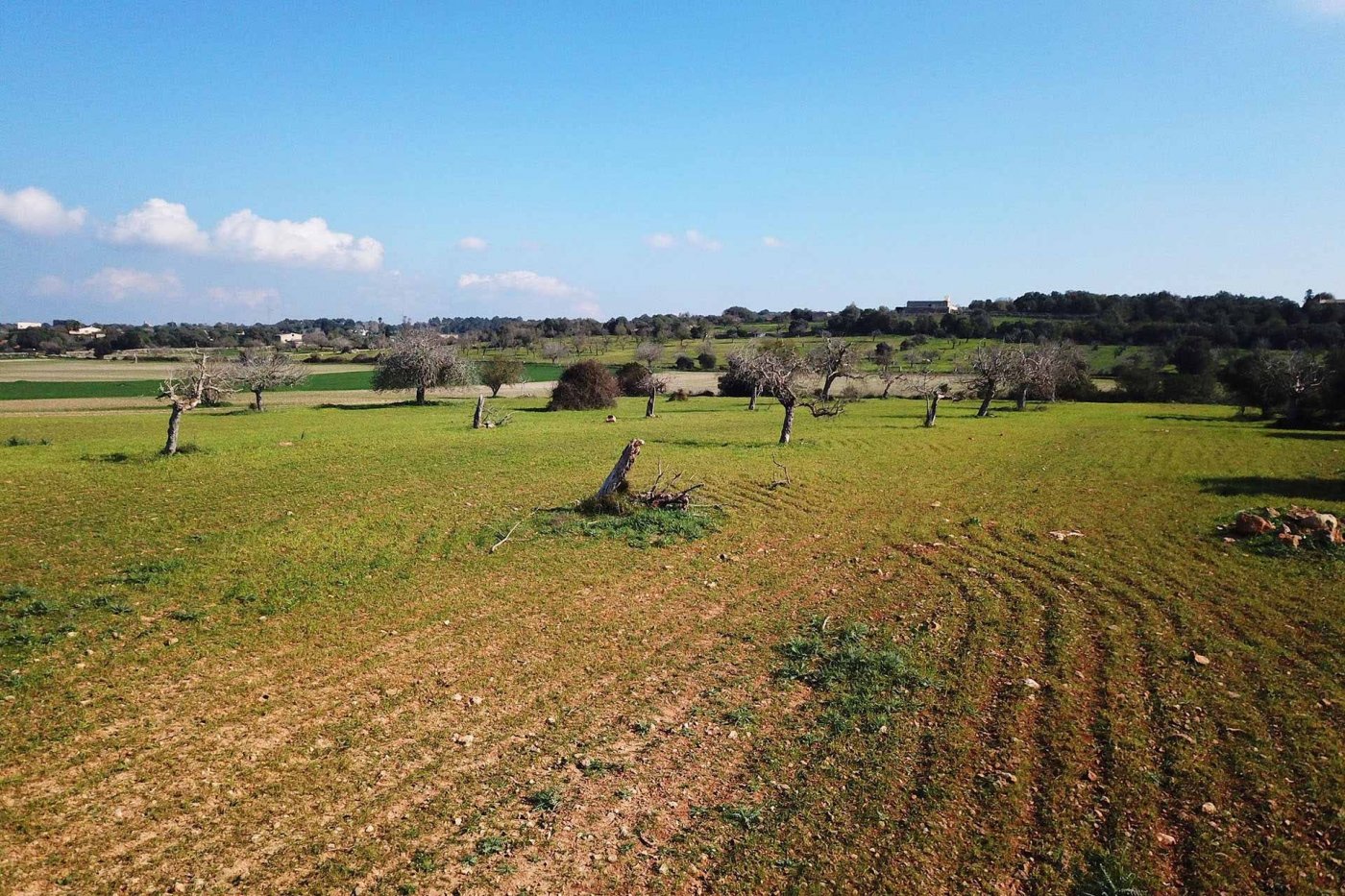 Overig - Sineu -  