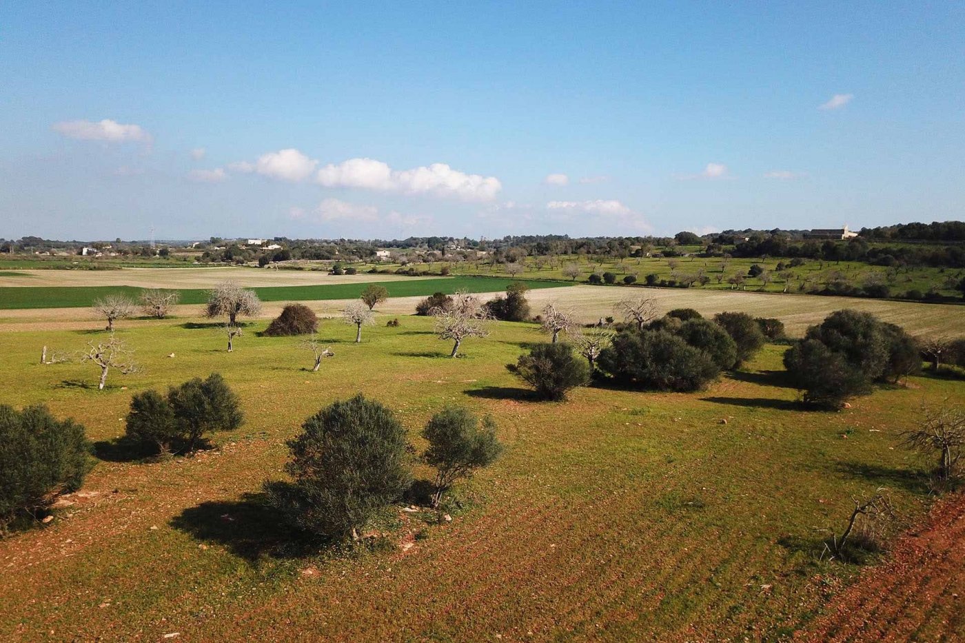 Overig - Sineu -  