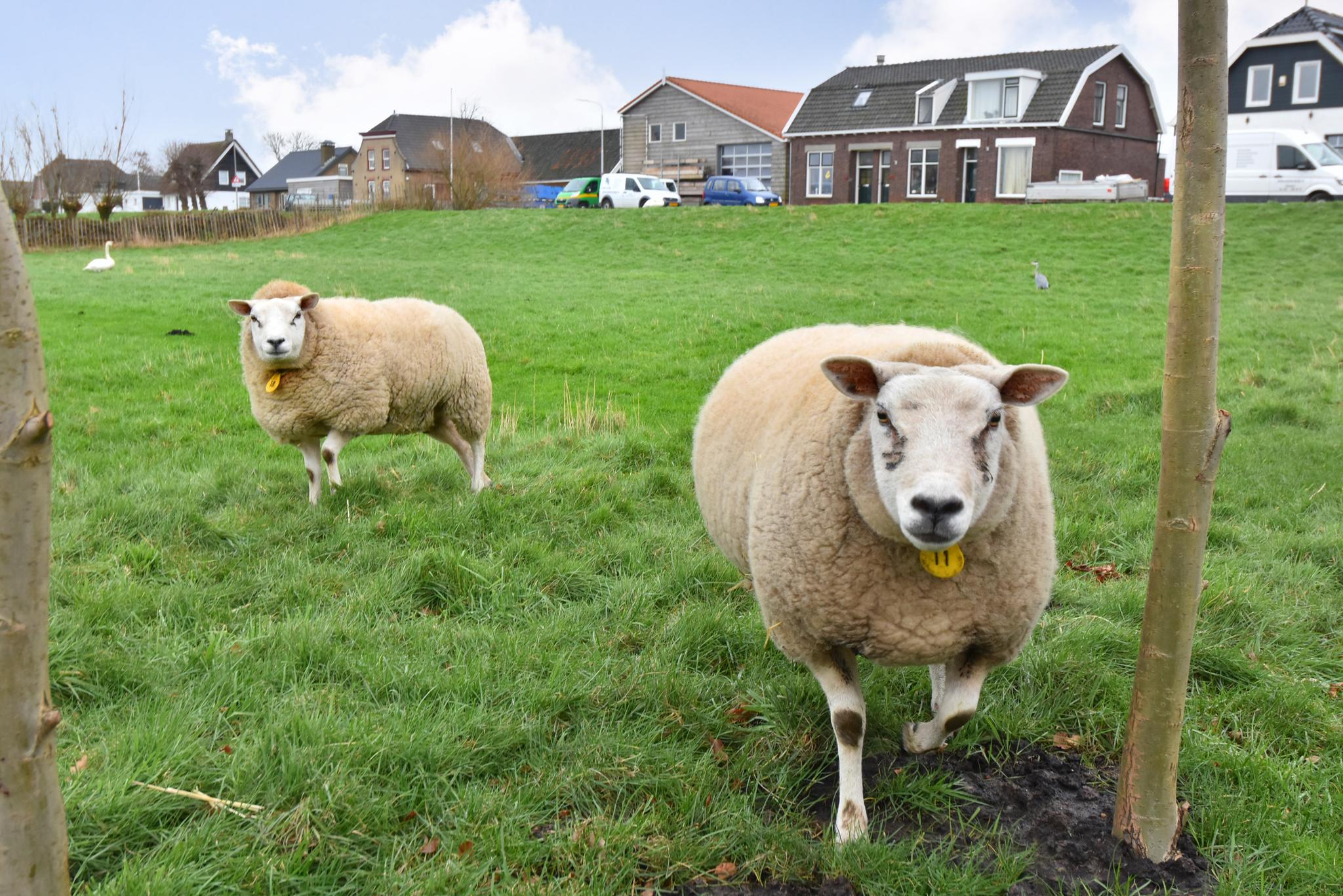 Overig - PIJNACKER - Wilgenweg 9